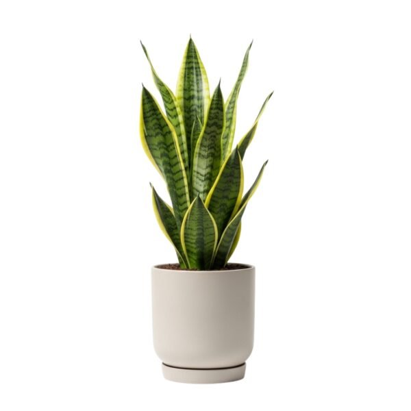 morzillaa Organic Snake Plant | Live Air Purifying Plant for Bedroom Decor